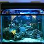20 gallons reef tank (mostly live coral and fish) - 20g tank, with over 15 different corals.