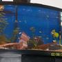 46 gallons planted tank (mostly live plants and fish) - 46 gallon bowed front its hard to get a good pic of a bowed front