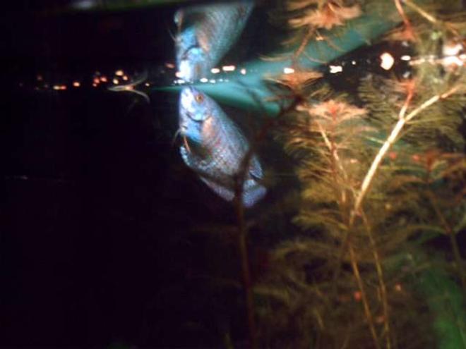 freshwater fish - colisa lalia - neon blue dwarf gourami stocking in 35 gallons tank - one of a pair of dawrf gouramis ,  this is tweedle dee examining his own reflection