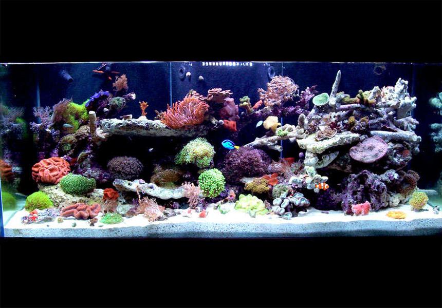 Rated #4: 150 Gallons Reef Tank - 150 Gallon - full tank shot