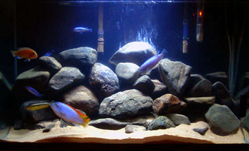 Rated #125: 29 Gallons Freshwater Fish Tank - Mbuna