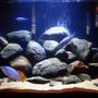 29 gallons freshwater fish tank (mostly fish and non-living decorations) - Mbuna