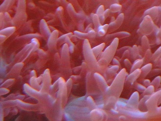 corals inverts - rhodactis indosinensis - hairy mushroom stocking in 25 gallons tank - Close up of Fuzzy Morphs