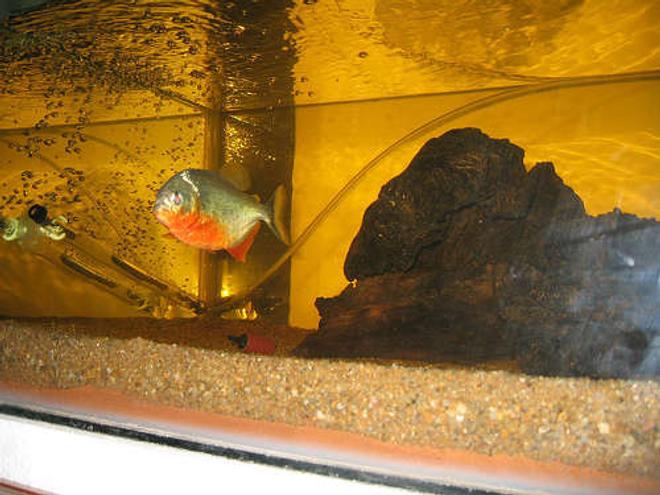 45 gallons freshwater fish tank (mostly fish and non-living decorations) - My 5" RBP in his 45G tank... :)