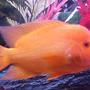 freshwater fish - amphilophus labiatus - red devil stocking in 46 gallons tank - "Big Lou"