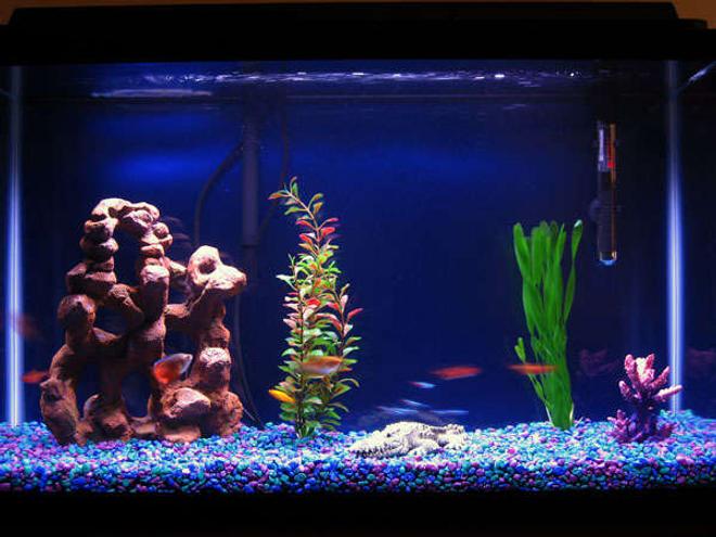 29 gallons freshwater fish tank (mostly fish and non-living decorations) - My Fish Tank with some new fish