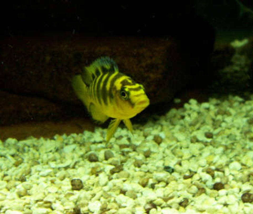 freshwater fish - pseudotropheus crabro - bumblebee cichlid stocking in 75 gallons tank - Juvenile Pseudotropheus Crabro