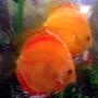freshwater fish - symphysodon sp. - red marlboro discus stocking in 50 gallons tank - two orange discus,one 15 month old and the other 9 month old.