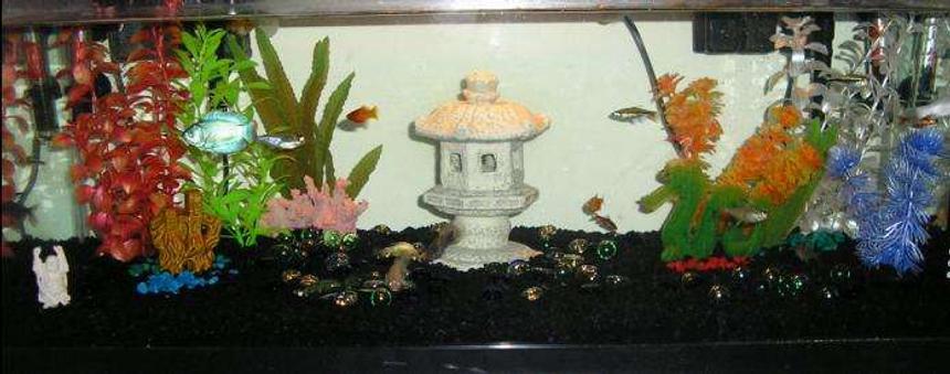 Rated #497: 20 Gallons Freshwater Fish Tank - My cute little 20L gallon community fish tank. I love my little fishes.