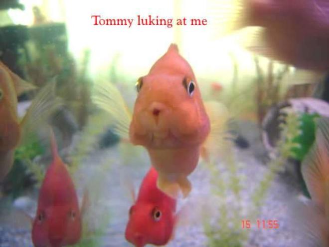 freshwater fish - heros severus x amphilophus citrinellum - blood parrot stocking in 132 gallons tank - My Yellow Parrot