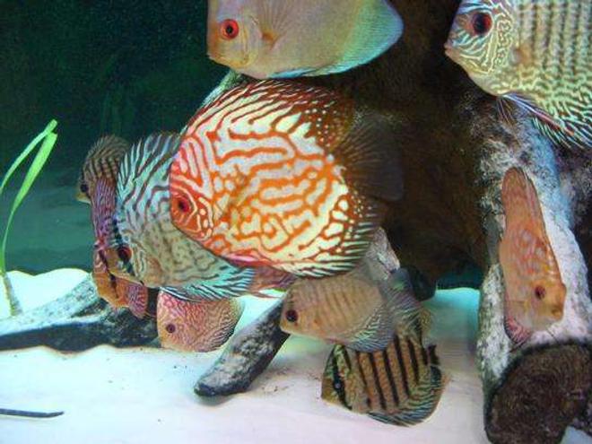 freshwater fish - symphysodon spp. - pigeon blood discus stocking in 55 gallons tank - Discus