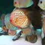freshwater fish - symphysodon spp. - pigeon blood discus stocking in 55 gallons tank - Discus
