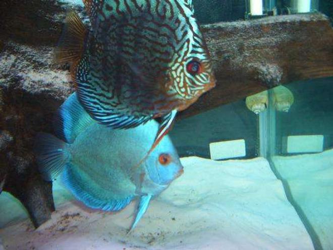 freshwater fish - symphysodon spp. - pigeon blood discus stocking in 55 gallons tank - discus