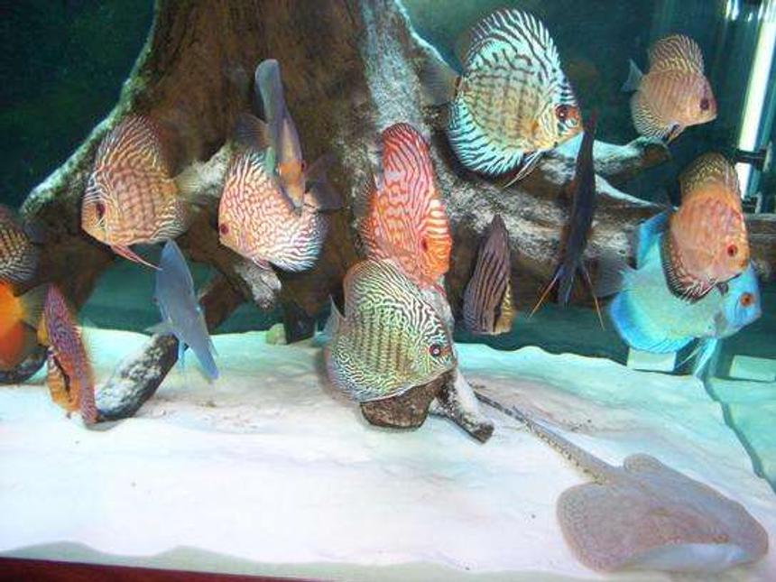 Rated #463: Freshwater Fish - Symphysodon Spp. - Snakeskin Discus Stocking In 55 Gallons Tank - discus