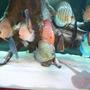 freshwater fish - symphysodon spp. - snakeskin discus stocking in 55 gallons tank - discus