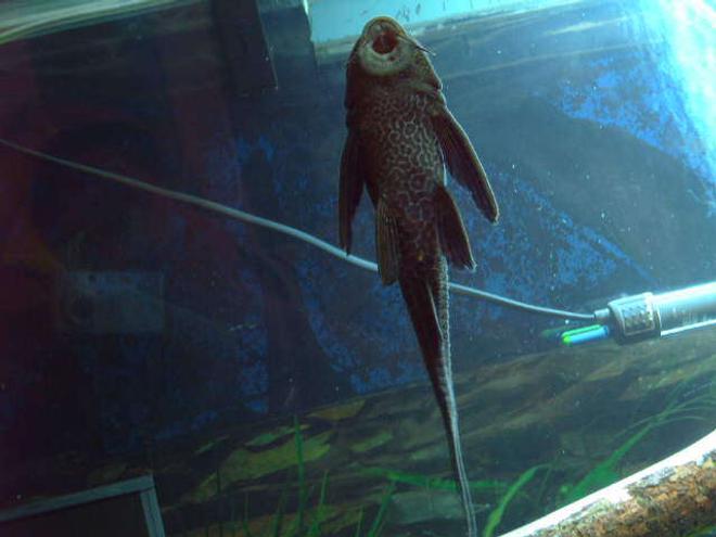 freshwater fish - glyptoperichthys gibbiceps - sailfin pleco (l-83) stocking in 75 gallons tank - my plec doing what it does best