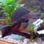 freshwater fish - glyptoperichthys gibbiceps - sailfin pleco (l-83) stocking in 75 gallons tank - i love my plec