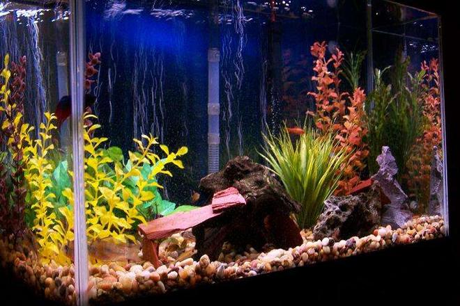 29 gallons freshwater fish tank (mostly fish and non-living decorations) - 29 gallon