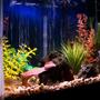 29 gallons freshwater fish tank (mostly fish and non-living decorations) - 29 gallon