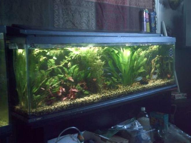 35 gallons planted tank (mostly live plants and fish) - tank contains red hygro, water stargrass ,java fern ,barclaya longifolia ,amazon sword ,dwarf anubias ,green myriophyllum,red tiger lotus
