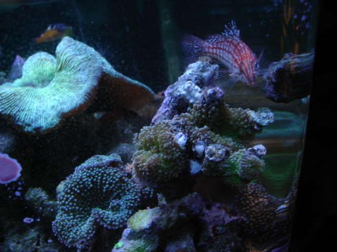 reef tank (mostly live coral and fish) - long nosed hawk, ricordeas, open brain and tobacco bass in background