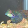 saltwater fish - synchiropus splendidus - green mandarin stocking in 10 gallons tank - Mandarian Goby at the LFS