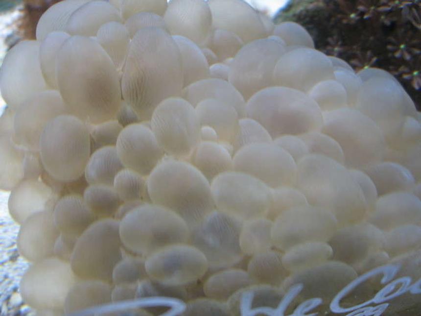 Rated #45: Corals Inverts - Plerogyra Sinuosa - Bubble Coral, White Stocking In 10 Gallons Tank - Buble coral at the LFS