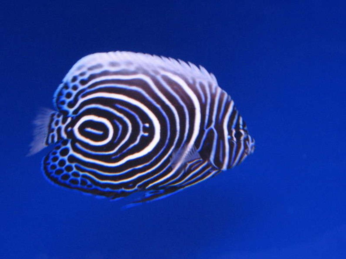 saltwater fish - pomacanthus imperator - emperor angelfish stocking in 10 gallons tank - Juv. Emperor Angel at LFS