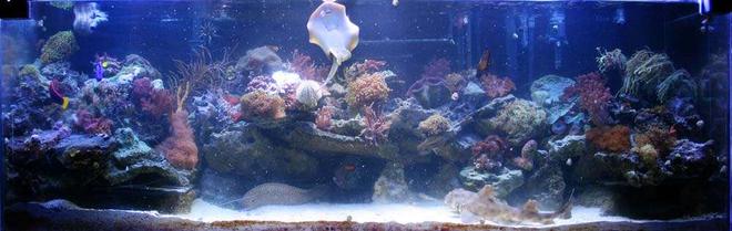 300 gallons reef tank (mostly live coral and fish) - My 300 gallon reef aquarium. See my profile for more information.