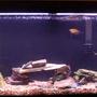 55 gallons freshwater fish tank (mostly fish and non-living decorations) - Here is my tank