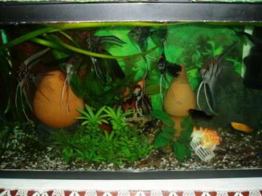 Rated #213: 70 Gallons Planted Tank - scalar