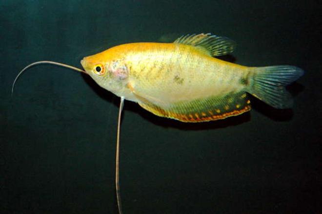 freshwater fish - trichogaster trichopterus - gold gourami stocking in 55 gallons tank - Gold Gourami