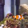 saltwater fish - amphiprion ocellaris - ocellaris clownfish stocking in 190 gallons tank - my clown