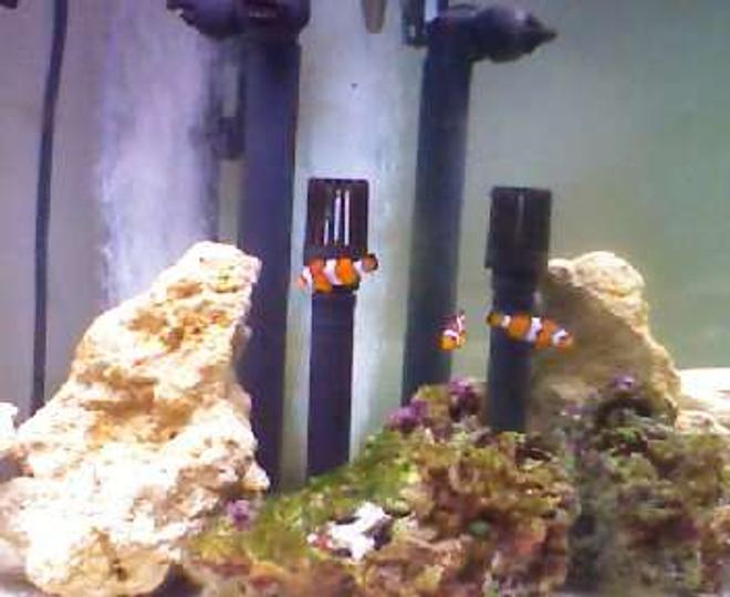 saltwater fish - amphiprion percula - true percula clownfish stocking in 190 gallons tank - tank