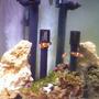 saltwater fish - amphiprion percula - true percula clownfish stocking in 190 gallons tank - tank