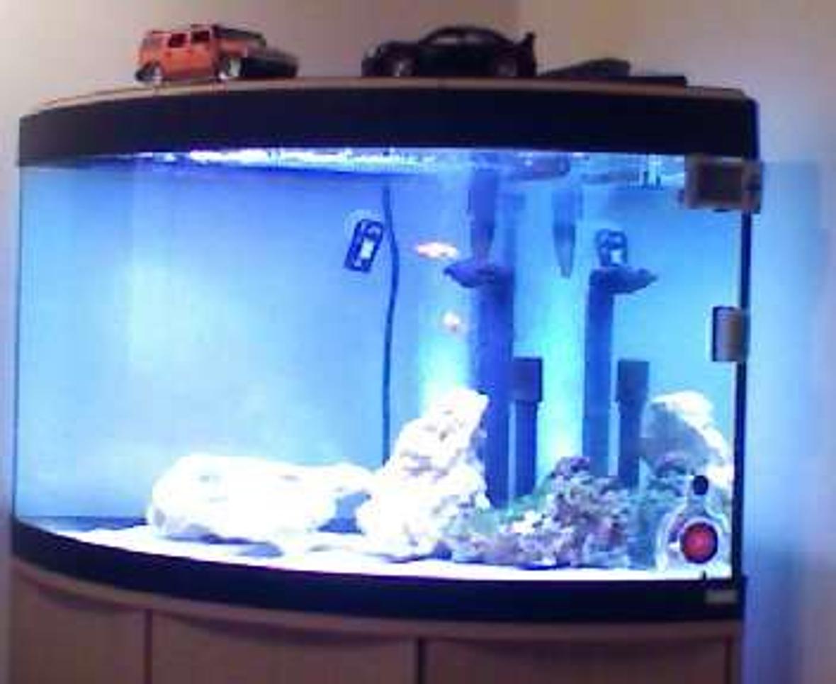 190 gallons saltwater fish tank (mostly fish, little/no live coral) - my tank