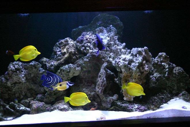 190 gallons saltwater fish tank (mostly fish, little/no live coral) - 190