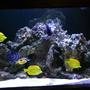 190 gallons saltwater fish tank (mostly fish, little/no live coral) - 190