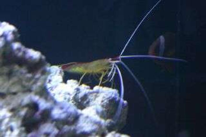 Rated #86: Corals Inverts - Lysmata Amboinensis - Scarlet Skunk Cleaner Shrimp Stocking In 190 Gallons Tank - shrimp