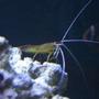 corals inverts - lysmata amboinensis - scarlet skunk cleaner shrimp stocking in 190 gallons tank - shrimp