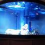190 gallons saltwater fish tank (mostly fish, little/no live coral) - random