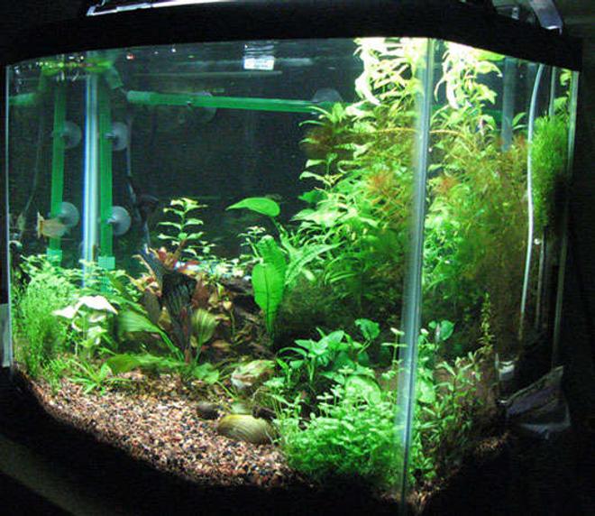 29 gallons freshwater fish tank (mostly fish and non-living decorations) - 29 gallon planted tank.
