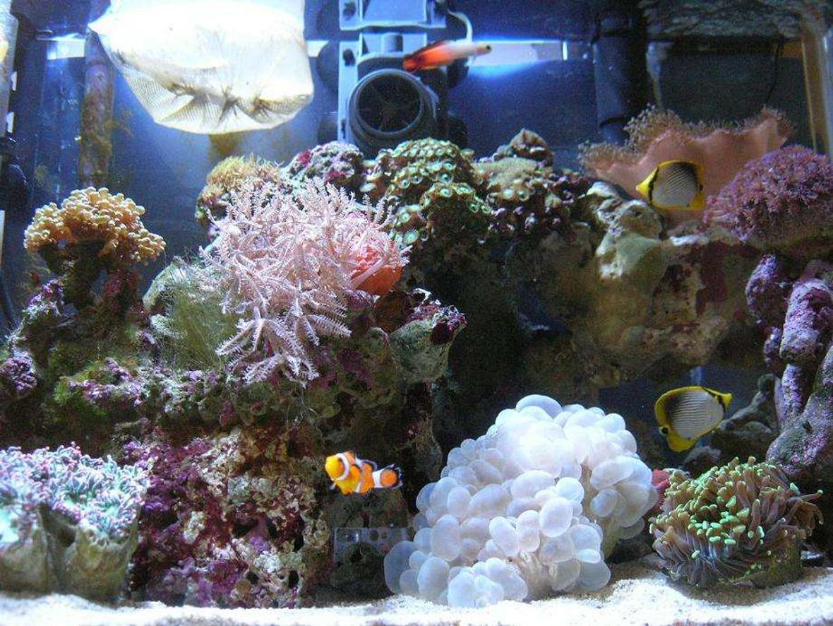 30 gallons reef tank (mostly live coral and fish) - nano reef