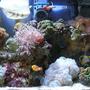30 gallons reef tank (mostly live coral and fish) - nano reef