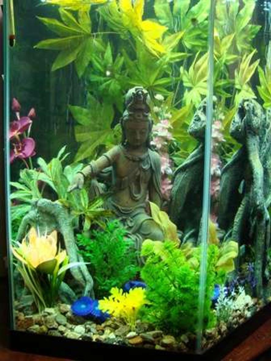 Rated #265: 35 Gallons Freshwater Fish Tank - Old world with new growth