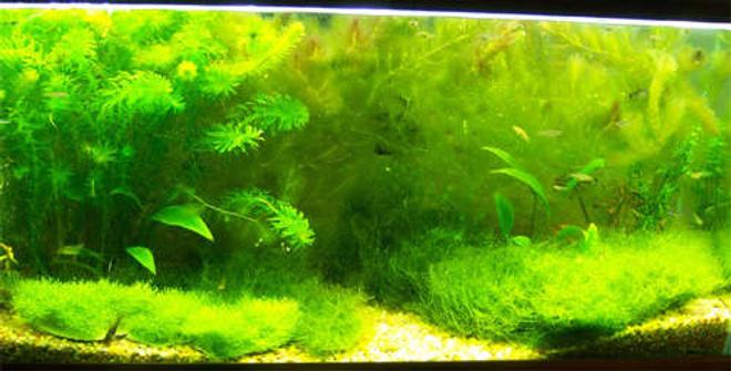 40 gallons planted tank (mostly live plants and fish) - 40 gallon tank