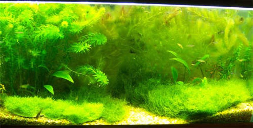 Rated #97: 40 Gallons Planted Tank - 40 gallon tank