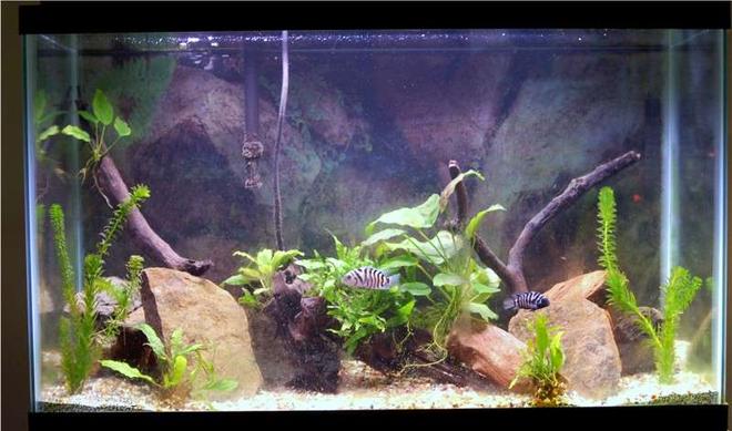 planted tank (mostly live plants and fish) - 29g; mixed substrate of sand and gravel; natural rocks; driftwood; breeding pair of convicts; anubias; anacharis