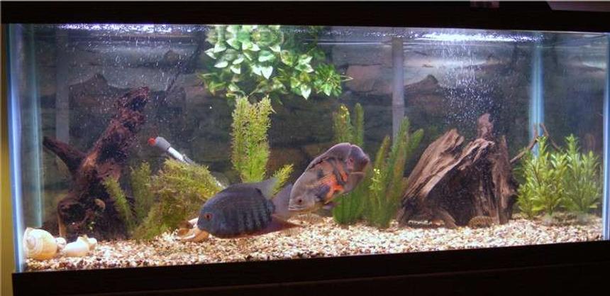 Rated #217: Freshwater Fish Tank - 75g; gravel substrate; driftwood; artificial plants; oscar; severum; sailfin plec; loaches
