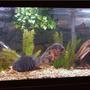 freshwater fish tank (mostly fish and non-living decorations) - 75g; gravel substrate; driftwood; artificial plants; oscar; severum; sailfin plec; loaches